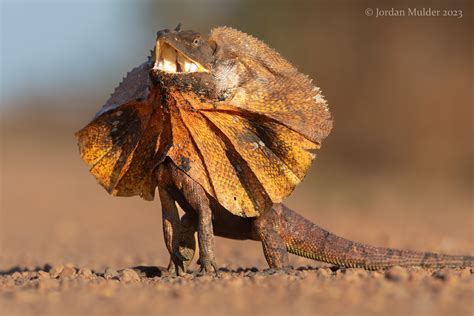 Frilled Lizard Chlamydosaurus Kingii Litchfield National Flickr