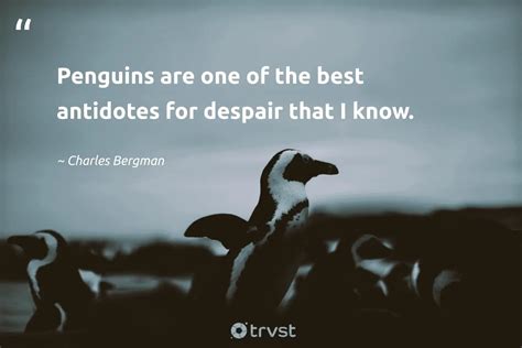 27 Penguin Quotes about the Monogamous Waddling Bird