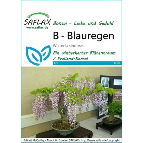 Saflax Bonsai Lilaakác 1 csomag Bloomling Online Shop