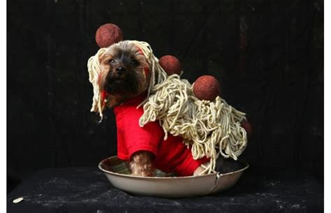 25 Disfraces para perros ÚNICOS Navidad Halloween y Más