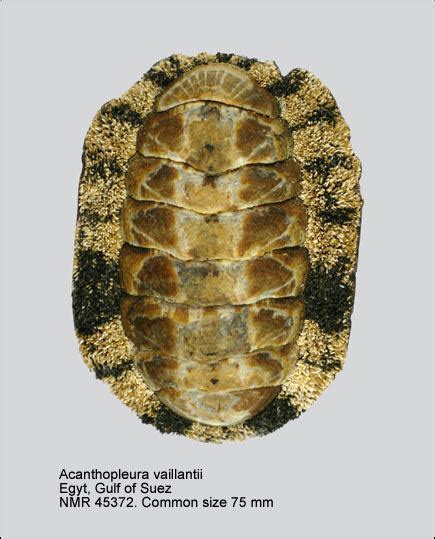Acanthopleura - Alchetron, The Free Social Encyclopedia