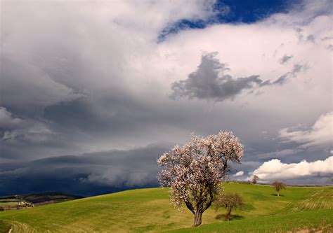 Sfondi Luce Del Sole Alberi Paesaggio Fiori Collina Natura Erba