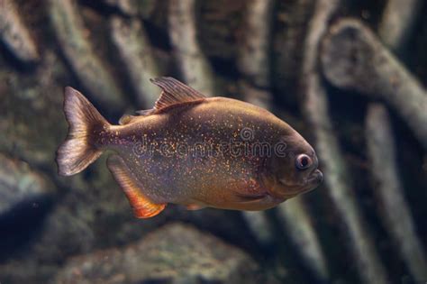 Red Bellied Piranha A Swarm Of Piranha Fish Relatively Dangerous