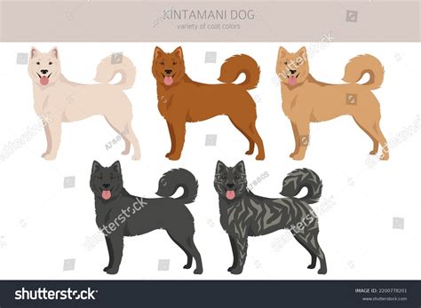 Kintamani Bali Dog Clipart Different Coat Stock Vector Royalty Free