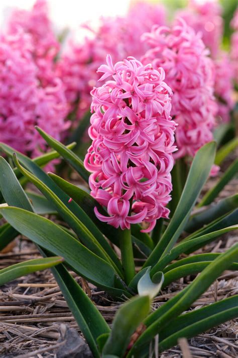 ‘pink Pearl Hyacinth Fedco Bulbs