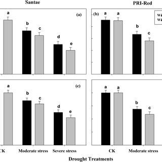 Effect Of Drought Stress And PGPR Application On Leaf Relative Water