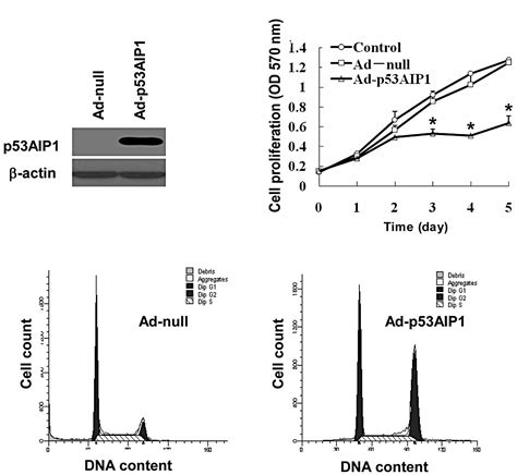 Adenovirus Ad P Aip Mediated Gene Therapy And Its Regulation Of P