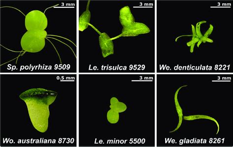 Morphological Variations Among Diverse Genera And Species Of Duckweed