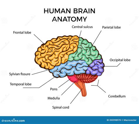 Anatomie De L Esprit Humain Illustration De Vecteur Illustration Du