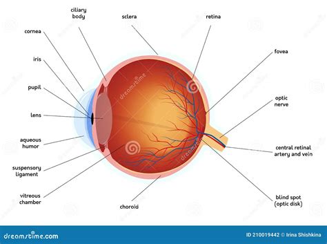 Anatomiediagram Van Het Menselijk Oog Medische Illustratie Vector