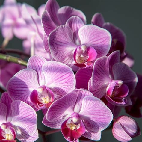 Phalaenopsis Orchid Care How To Make Phals Bloom