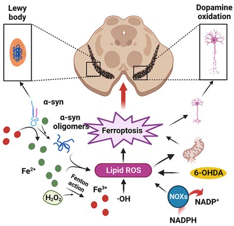 Ferroptosis Regulated Cell Death As A Therapeutic Strategy For