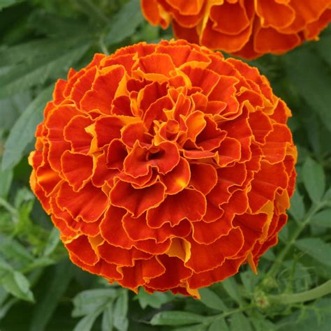 Marigold - Zenith Red (Triploid Marigold) - Milaegers