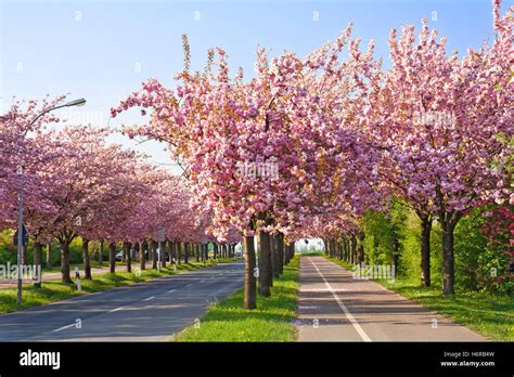 Blüte Blüten gedeihen blühenden Frühling Baum Bäume blühen Blüte