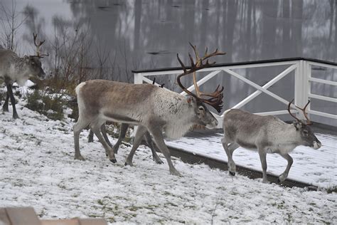 Renar på rymmen från slakt - Siljan News