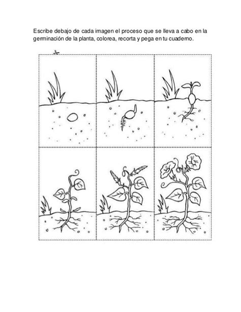 Ciclo De Las Plantas Para Colorear