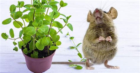 Comment faire fuir les rats et les souris 3 plantes répulsives pour