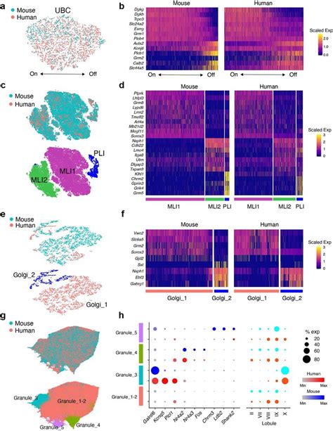 Integrative Analysis Of Human And Mouse Cerebellar Interneuron