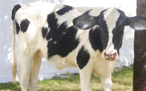 Após vaca Camila Queiroz Marlene Mattos dará nome a animal de Nicole