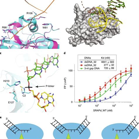 Fluorescence Polarization Dna Binding Assays For Hmces Srap Download Scientific Diagram