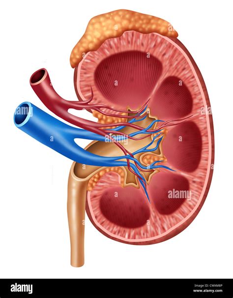 Kidney with adrenal gland labeled - fersw