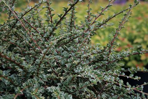 Northern Borders™ Var. Cotoneaster from Garden Debut