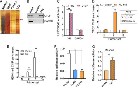 Linc00346 Enhance C Myc Transcriptional Activity Through Interaction