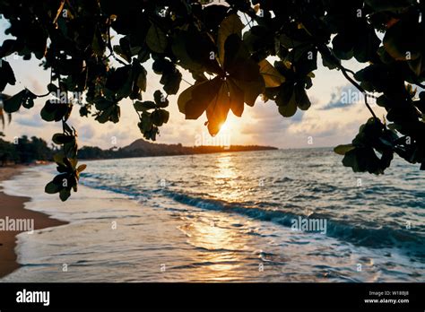 Amazing sunset at the beach. Tropical mangrove trees sunset background ...