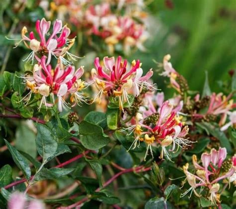 Madreselva Cuidados Riego Cultivo Significado Y Caracter Sticas