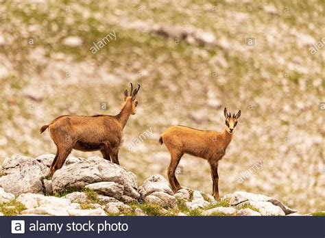 Chamois with young animals in the rocky terrain below the Laliderer ...