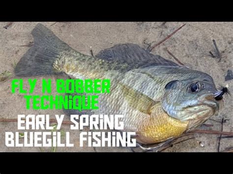 Spring Bluegill Panfish Fishing Bobber And Fly On The Bank Youtube