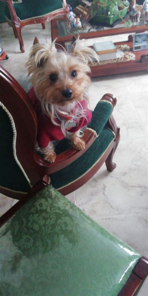 pin  cucu animals dogs