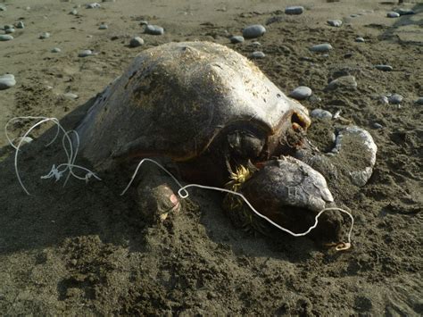 Español Aparecen cientos de tortugas marinas muertas en las playas