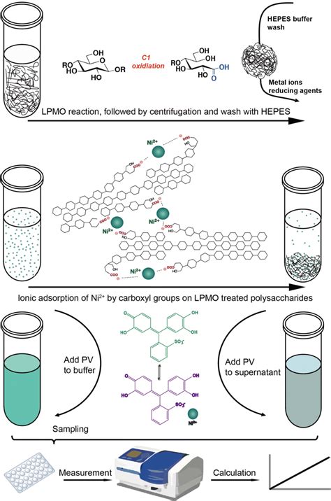 Schematic Diagram Of The Colorimetric Assay Of Type C Lpmo Enzyme