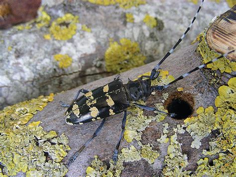 The Invasive Asian Longhorned Beetle