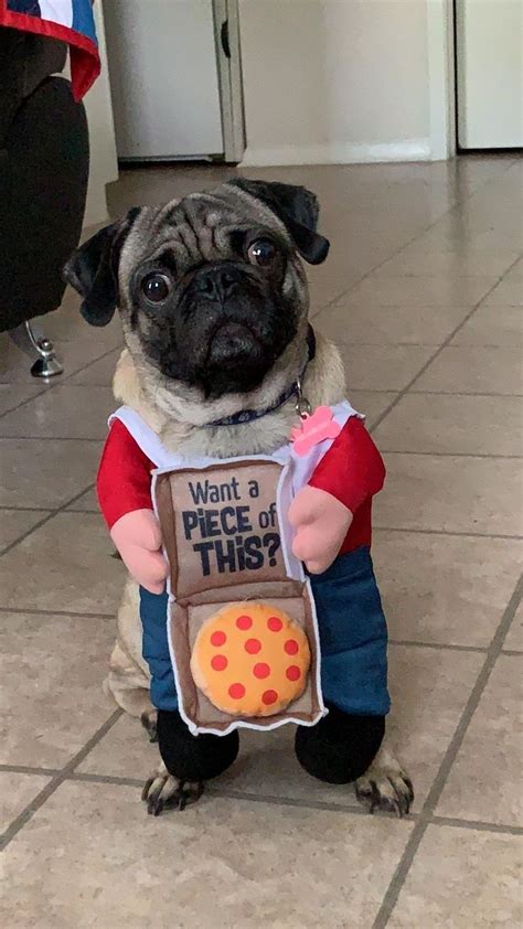 Pin By Lena Kostorizou On Pug Cute Pugs Pugs Funny Pugs In Costume