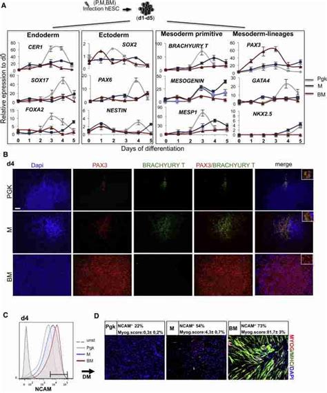 Direct Generation Of Myogenic Progenitors From HESCBAF60C2 MyoD