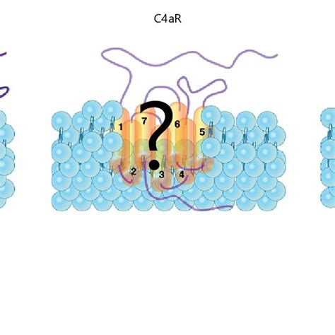 Schematic of the human complement anaphylatoxin receptor structure. A ...