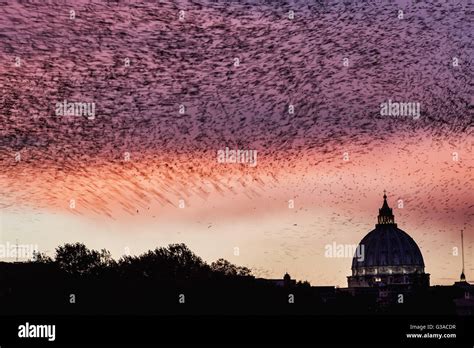 Italy Lazio Rome Flock Of Birds In The Sky Stock Photo Alamy