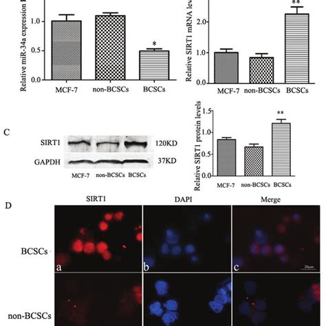 Down Regulation Of Sirt1 And Over Expression Of Mir 34a Inhibit Cell Download Scientific