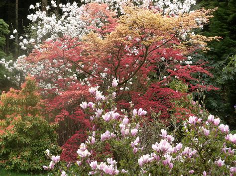 La Collection D Rables Du Japon Jardin Botanique De Gondremer