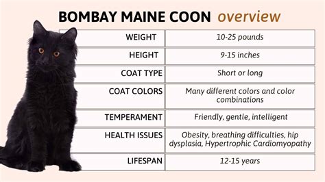 A Guide To The Lovely Bombay Maine Coon Mix