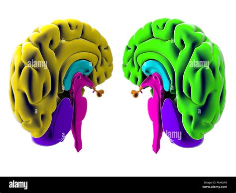 Brain Section Division Cutting Parts Anatomy Study Stock Photo Alamy