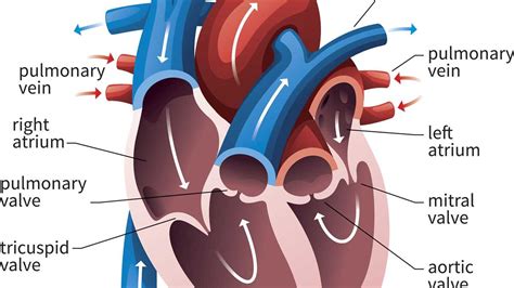 Understanding the Anatomy of Heart Chambers and Valves: A Helpful Guide