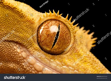 New Caledonian Crested Gecko Eye Stock Photo 88929520 - Shutterstock