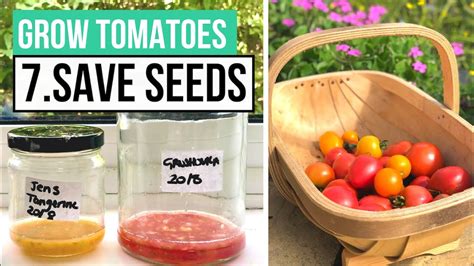 How To Save Tomato Seeds For Next Year Complete Tomato Growing Guide