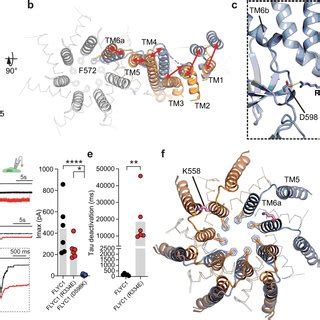 Conformational Dynamics Of FLYC1 Protomer Side A And Top B Views Of