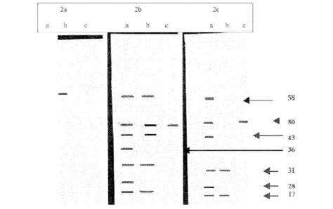 Resultados Del Analisis Por Western Blot De Las Proteínas De Membrana Download Scientific