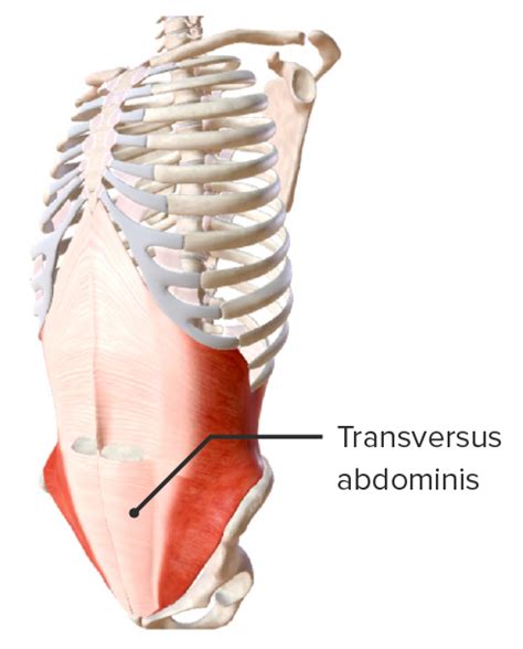 galope Exclusión Industrializar musculos del abdomen anatomia agrio