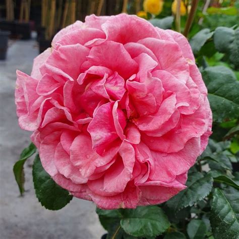 Wildberry rose | Rose photos, Rose, Flowers